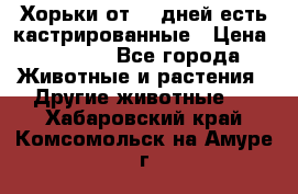   Хорьки от 35 дней есть кастрированные › Цена ­ 2 000 - Все города Животные и растения » Другие животные   . Хабаровский край,Комсомольск-на-Амуре г.